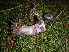 Cortinarius violaceus