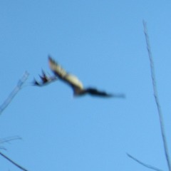 Cathartes aura septentrionalis