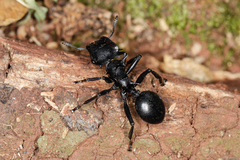Cephalotes atratus