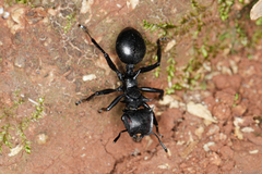Cephalotes atratus