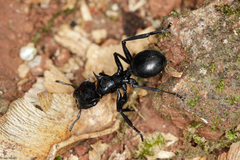Cephalotes atratus