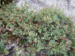 Vaccinium uliginosum
