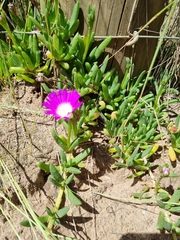 Disphyma crassifolium