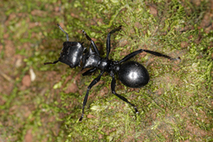 Cephalotes atratus