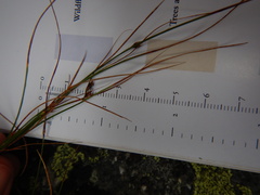 Oreojuncus trifidus