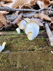 Pleurocybella porrigens