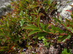 Vaccinium boreale