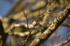Aegithalos concinnus