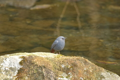 Phoenicurus fuliginosus