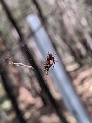 Cyclosa