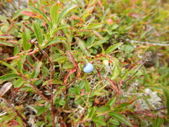 Vaccinium boreale