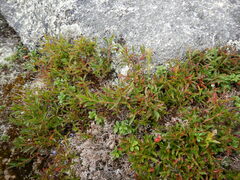 Vaccinium boreale