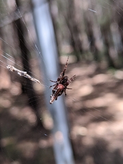 Cyclosa