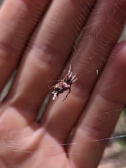 Cyclosa