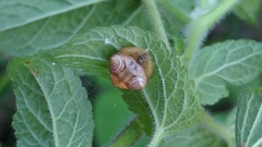 Cyrtarachne inaequalis