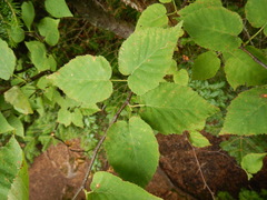 Betula cordifolia