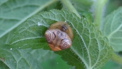 Cyrtarachne inaequalis