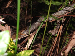 Polypedates leucomystax