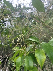 Syzygium smithii