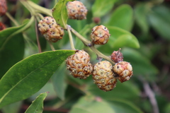 Conocarpus