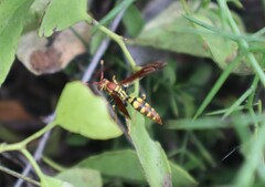 Polistes versicolor