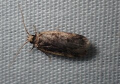 Hoplostega ochroma