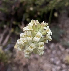 Menonvillea linearis
