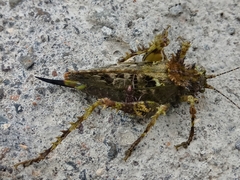 Championica cristulata