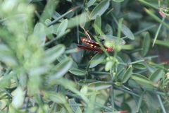 Polistes versicolor