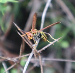 Polistes versicolor