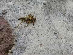 Championica cristulata