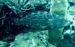 Mycteroperca bonaci