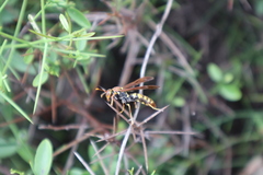 Polistes versicolor