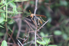 Polistes versicolor
