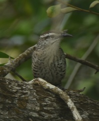 Campylorhynchus yucatanicus
