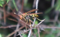 Polistes versicolor