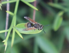 Brachygastra lecheguana