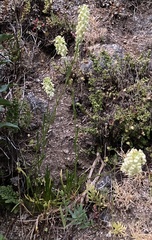 Menonvillea linearis