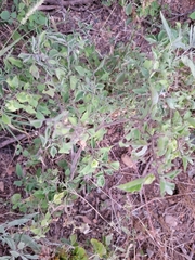 Physalis hederifolia