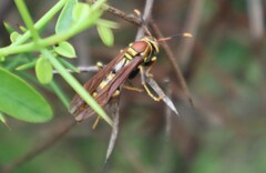 Polistes versicolor