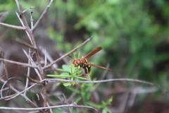 Polistes versicolor