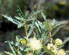 Banksia squarrosa