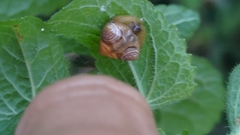 Cyrtarachne inaequalis