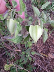 Physalis hederifolia