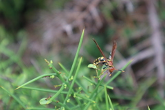 Polistes versicolor