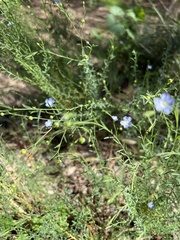 Linum marginale