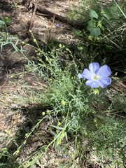 Linum marginale