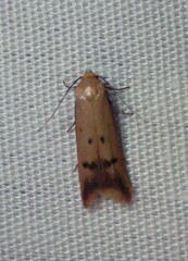 Tachystola hemisema