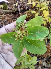Spiraea alba latifolia