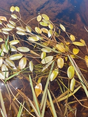 Potamogeton cheesemanii